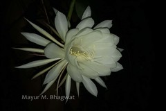 Epiphyllum oxypetalum